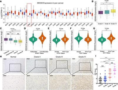 DDX60 Is Associated With Glioma Malignancy and Serves as a Potential Immunotherapy Biomarker